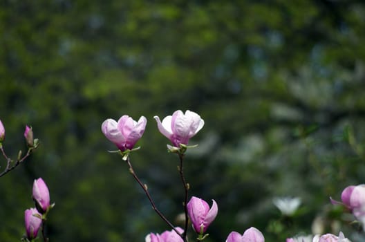 Beautiful pink Flowers of a Magnolia Tree