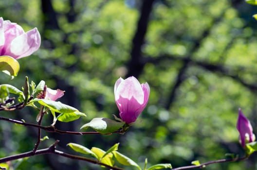 Beautiful pink Flowers of a Magnolia Tree