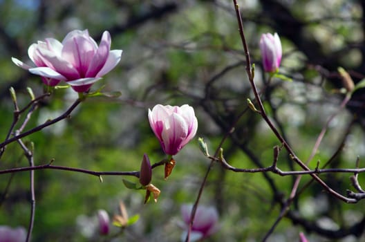 Beautiful pink Flowers of a Magnolia Tree