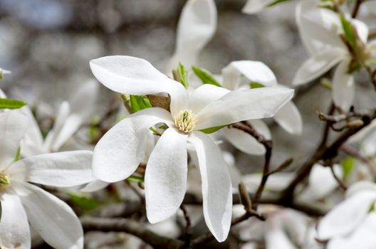 White magnolia flower against the sky close-up