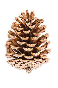 cedar pine cone on white background