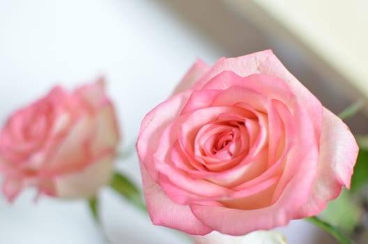 Pink Spring Rose Flower on the Table