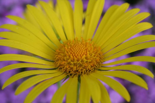 doronicum