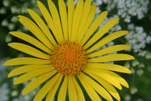 doronicum