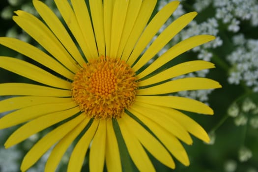 doronicum