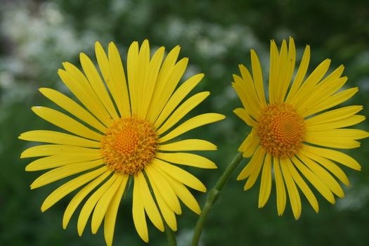 doronicum