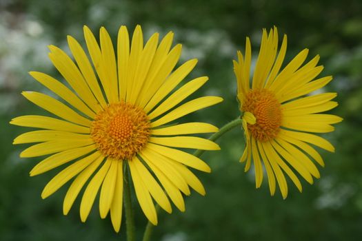 doronicum