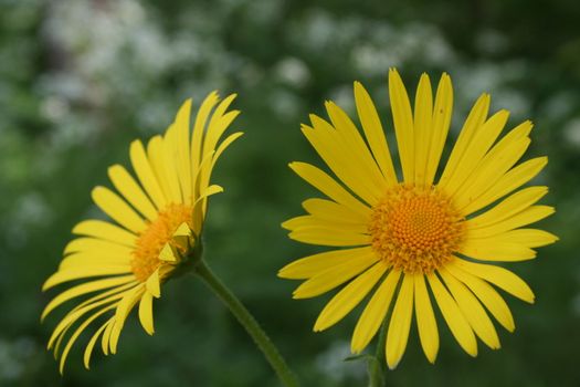 doronicum