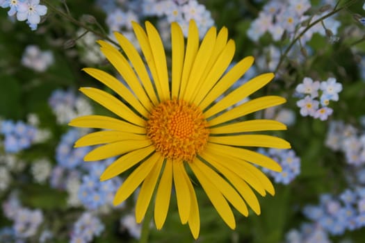 doronicum