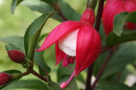 fuchsia