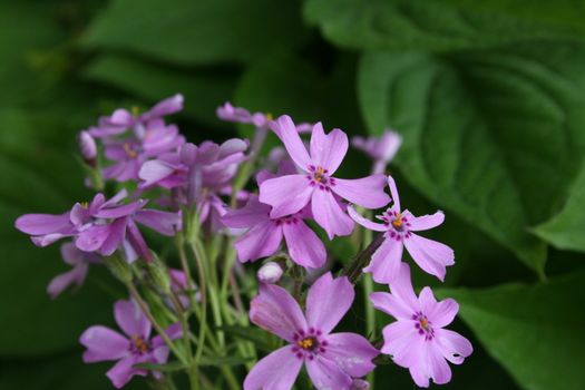 phlox subulata