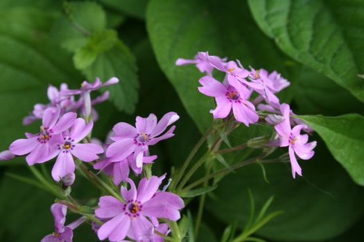 phlox subulata