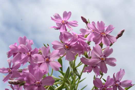 phlox subulata