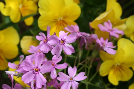 phlox subulata