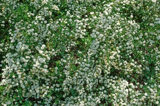 Spiraea alpine spring flower - white flowering shrub.Green bushes with white flowers. Close up