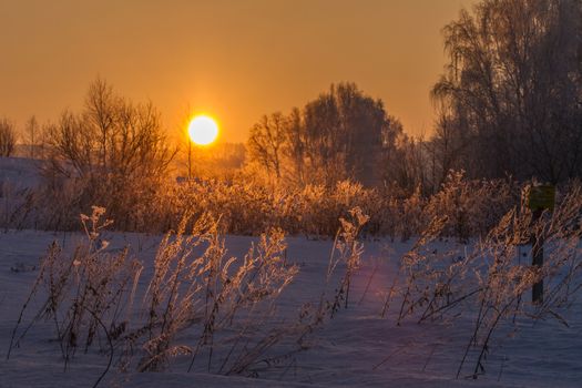 bright frosty winter sunset in the forest