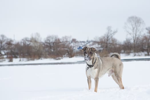 friendly dog to walk on snow in winter Park is looking