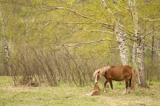 Mare and foal on a green meadow in the forest
