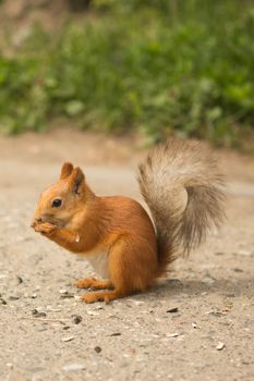 little red squirrel eating seeds on the path in the Park