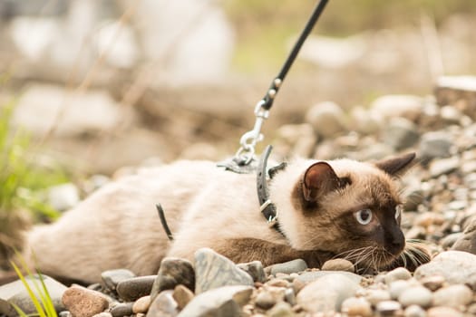 Beautiful cat, Siamese, on the rocks on the leash