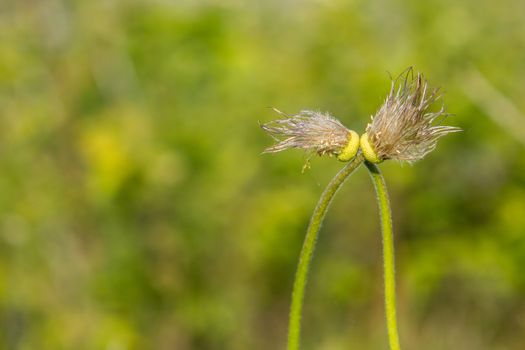 leafless kiss dandelions bokeh stems love unusual