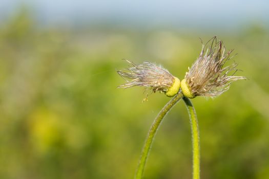 leafless kiss dandelions bokeh stems love unusual