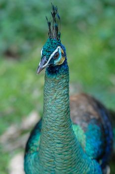 Peacock colors are staring something alone.
