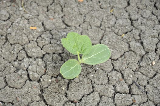 Seedlings of watermelon seeds Grew up on cracked ground