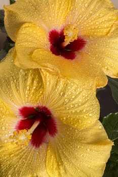 Pair of Yellow Hibiscus Flowers close up.