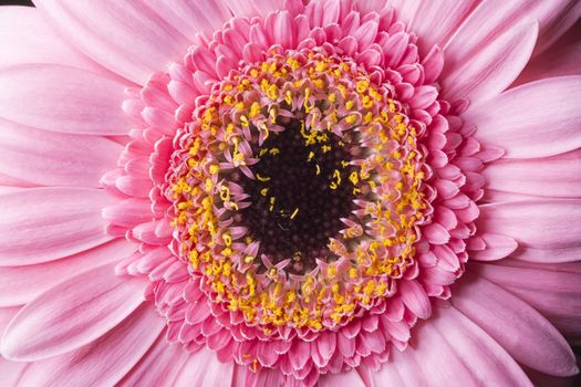 Pink Gerbera Close Up macro image.