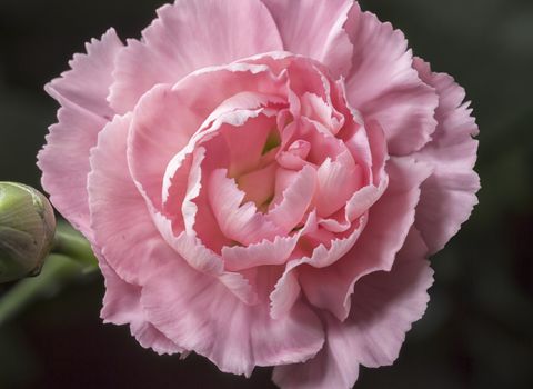 Pink Dianthus Close Up with a dark background.