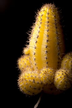 Yellow Cactus Close Up on a black background.