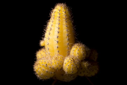 Yellow Cactus Close Up on a black background.