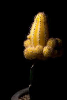 Yellow Cactus Close Up on a black background.