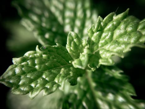 Peppermint plant leaves cultivated at home