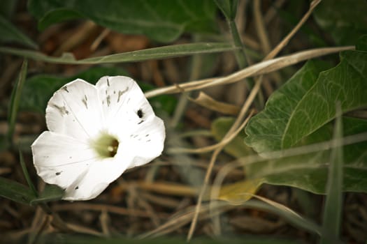 White flower on the ground