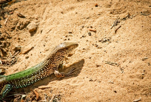 Small sunlit lizard on sand ground