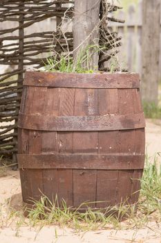 Old wooden barrel adapted as a bed for flowers