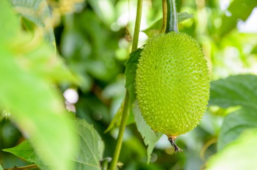 Green Gac fruit, Spring Bitter Cucumber or Momordica Cochinchinensis Spreng on the tree in Thailand