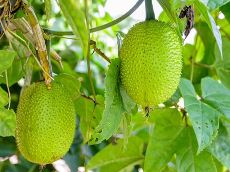Green Gac fruit, Spring Bitter Cucumber or Momordica Cochinchinensis Spreng on the tree in Thailand