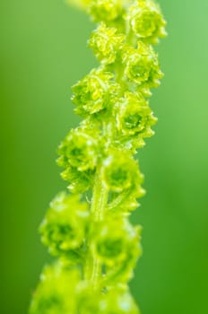 Freshness of water drops on green fern leaves after rain