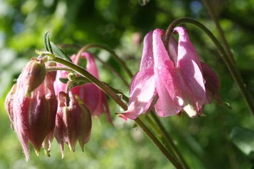 aquilegia vulgaris