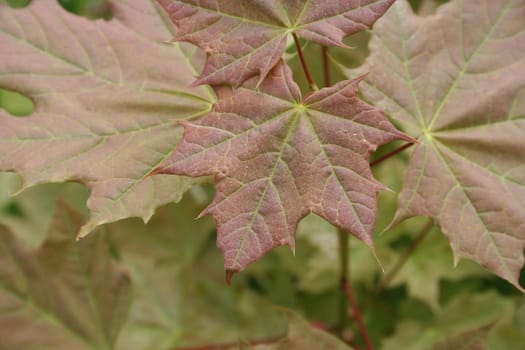 acer platanoides