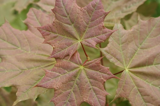 acer platanoides