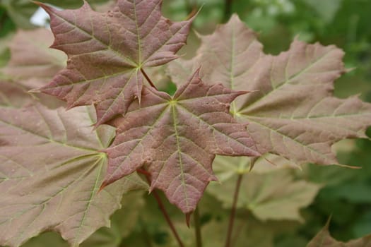 acer platanoides