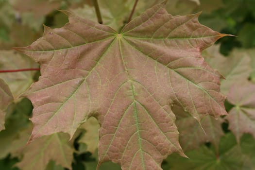 acer platanoides