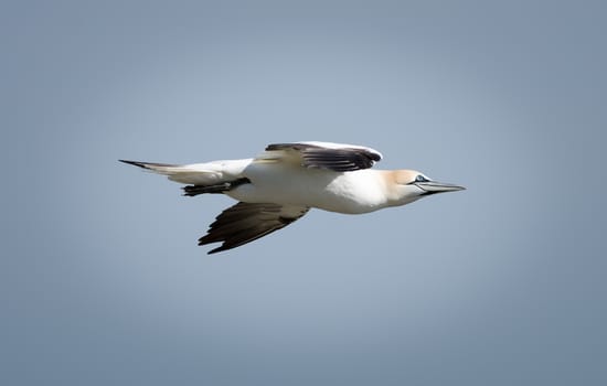 Gannets are seabirds comprising the genus Morus, in the family Sulidae, closely related to boobies.