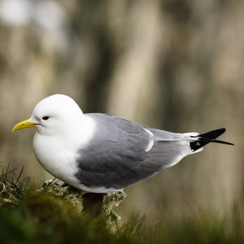 The kittiwakes are two closely related seabird species in the gull family Laridae, the black-legged kittiwake and the red-legged kittiwake.