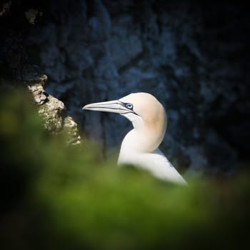 Gannets are seabirds comprising the genus Morus, in the family Sulidae, closely related to boobies. They have a maximum lifespan of up to 35 years. The gannets are large white birds with yellowish heads; black-tipped wings; and long bills.