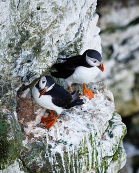 Puffins are any of three small species of alcids in the bird genus Fratercula with a brightly coloured beak during the breeding season. These are pelagic seabirds that feed primarily by diving in the water.